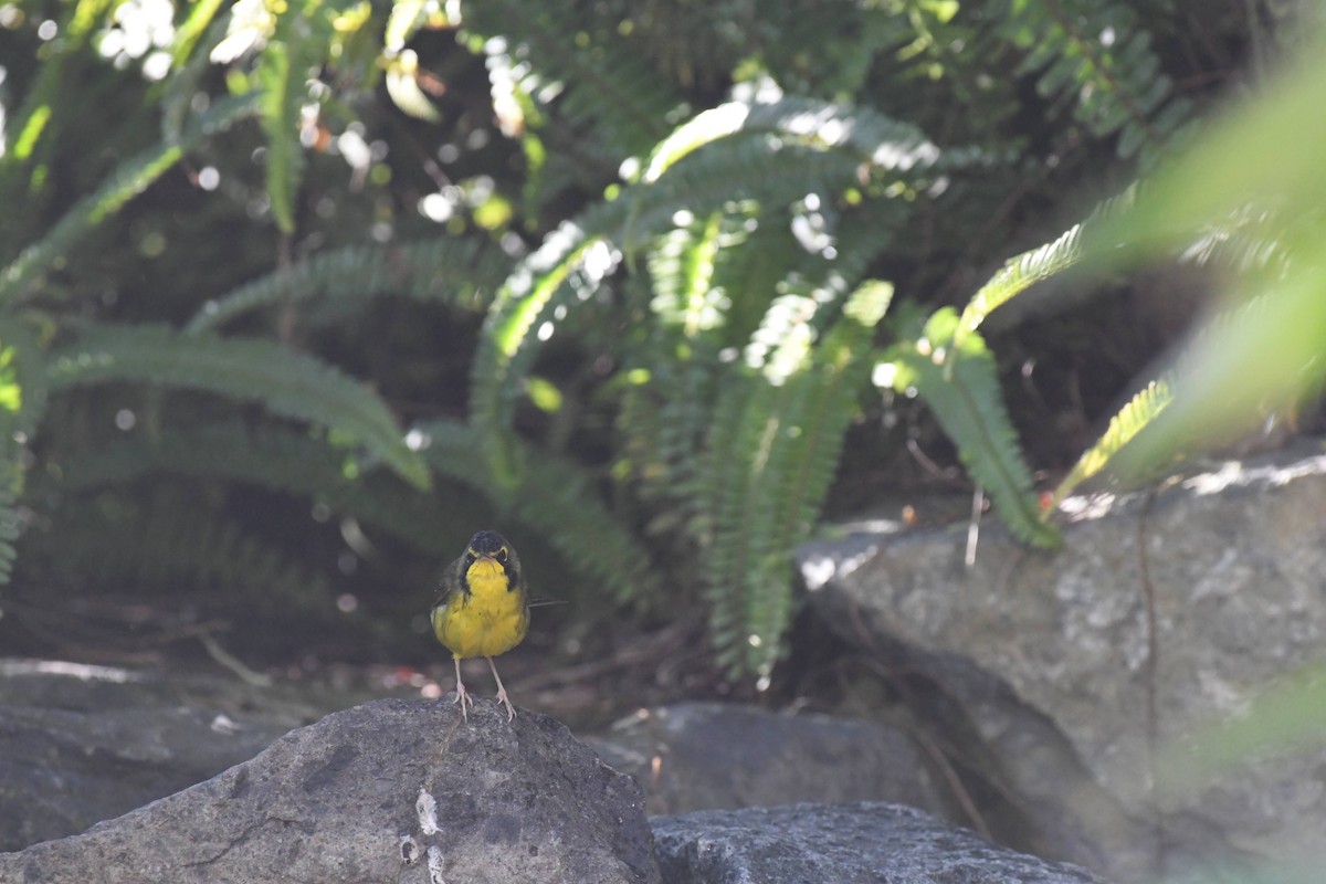 Kentucky Warbler - ML645980584