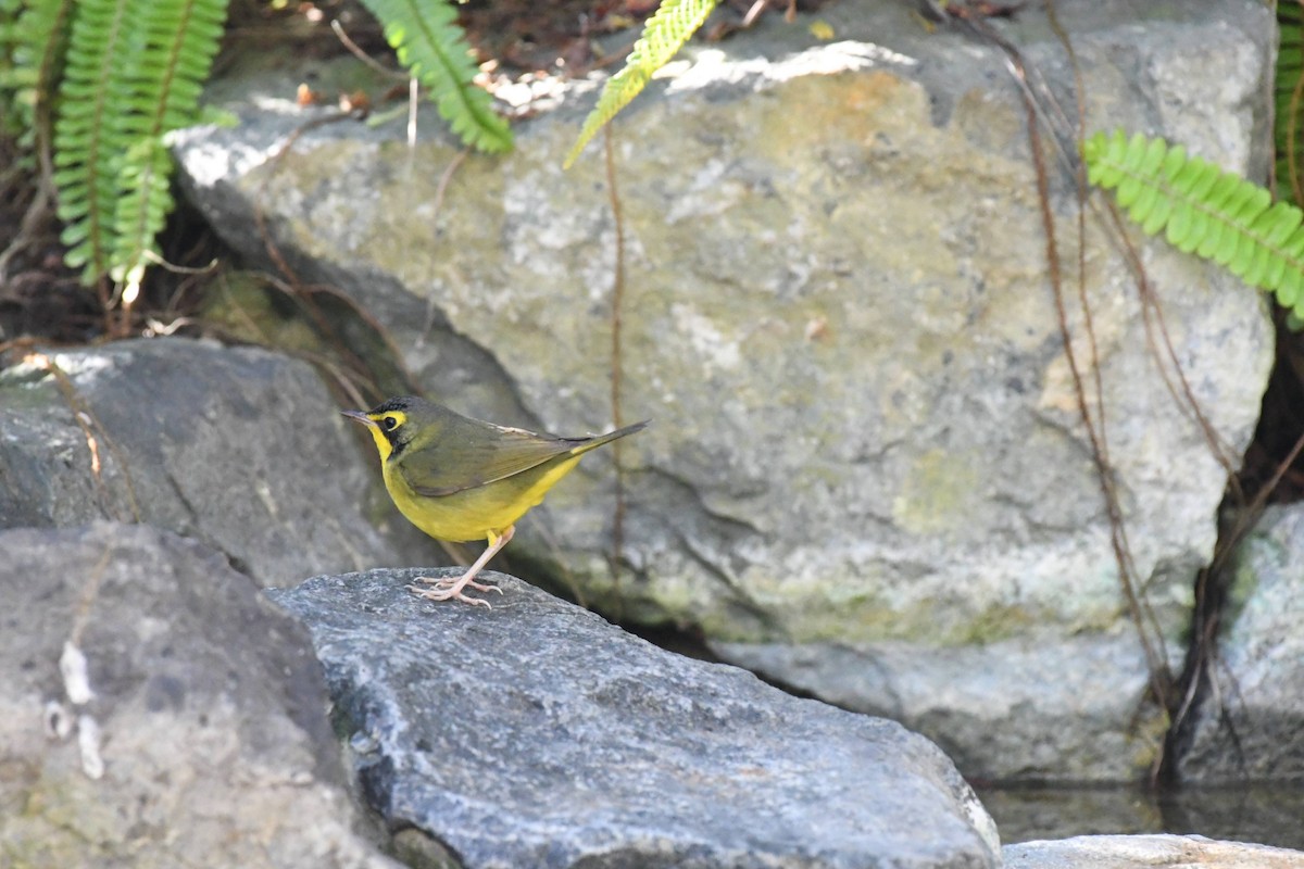 Kentucky Warbler - ML645980585