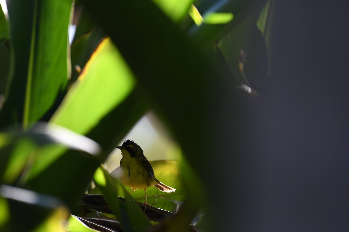 Kentucky Warbler - ML645980586