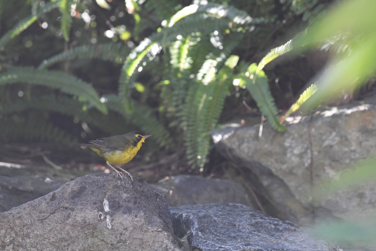 Kentucky Warbler - ML645980587
