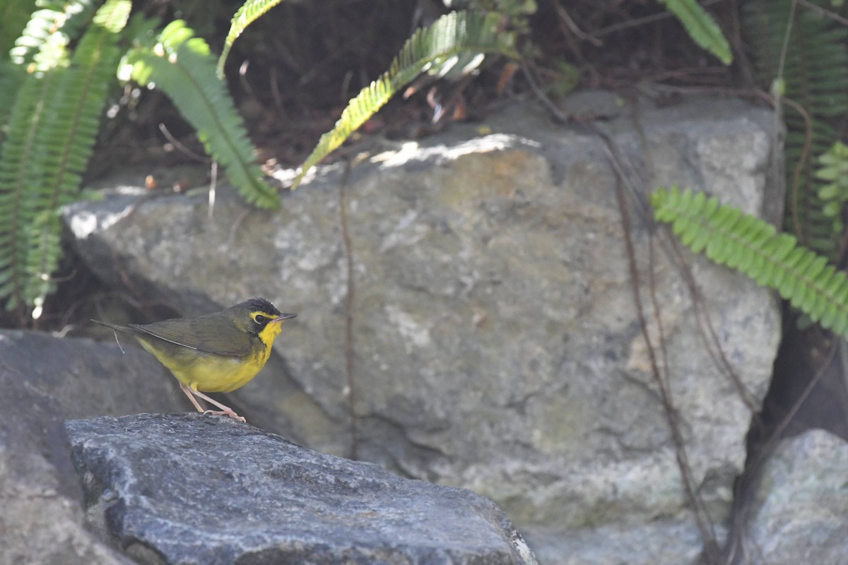 Kentucky Warbler - ML645980588