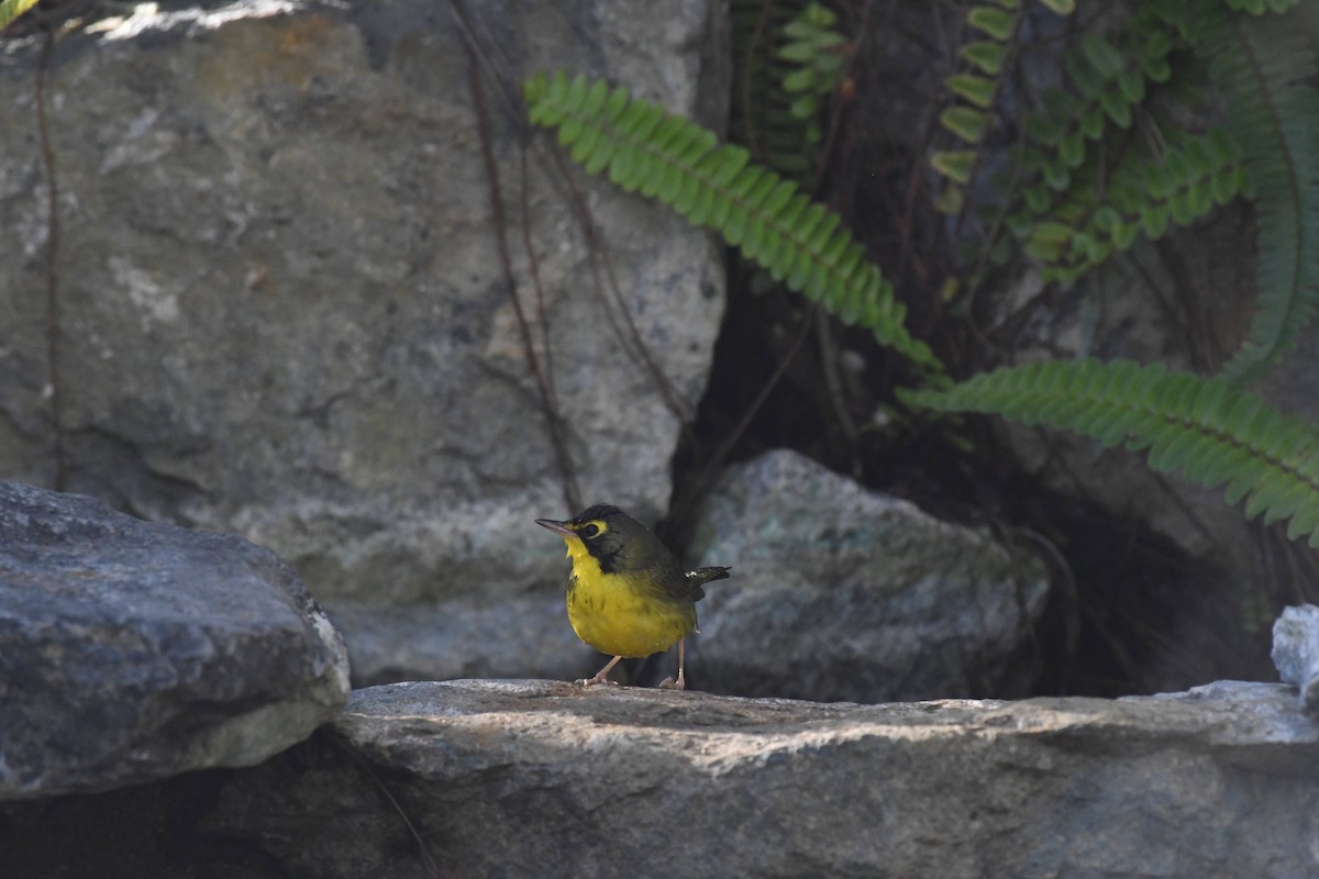 Kentucky Warbler - ML645980589