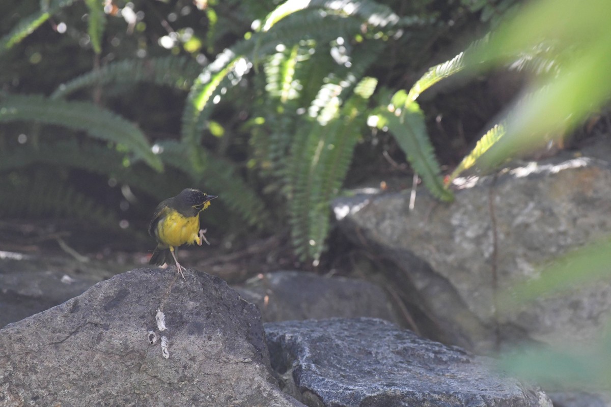 Kentucky Warbler - ML645980590