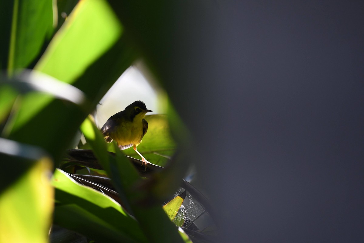 Kentucky Warbler - ML645980591