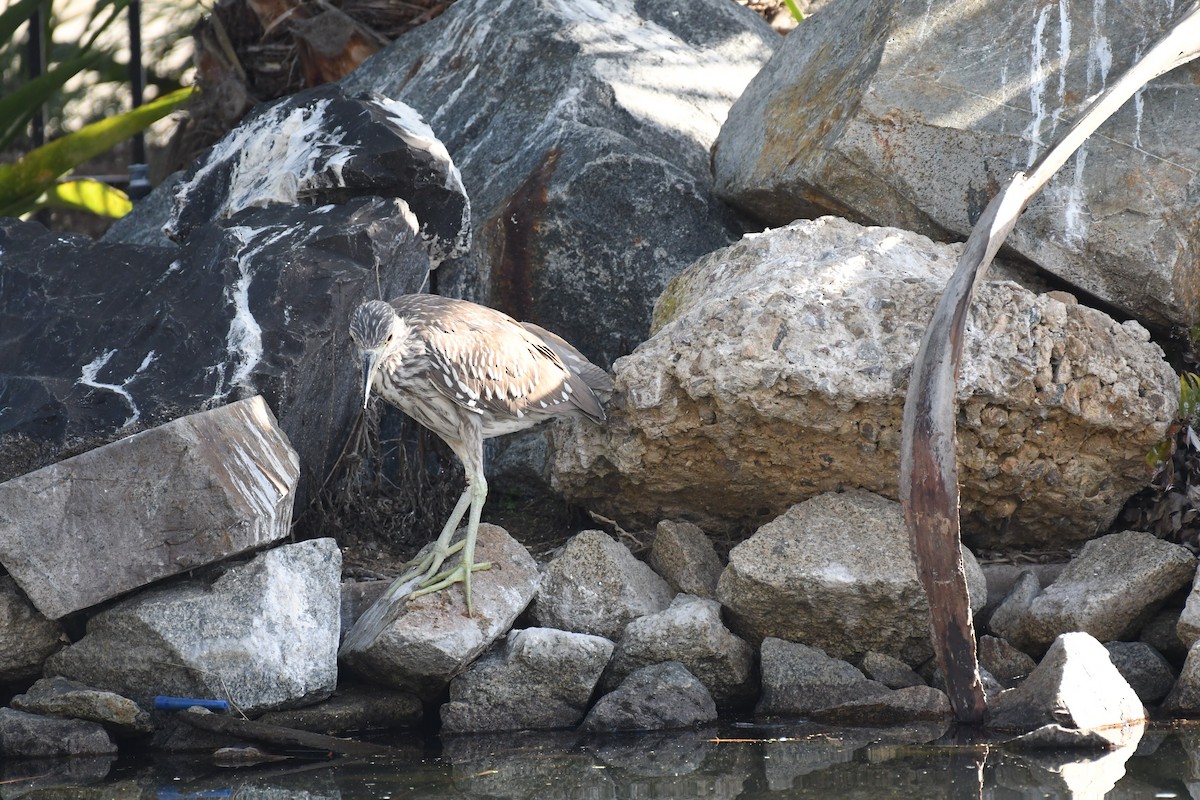 Black-crowned Night Heron - ML645980593