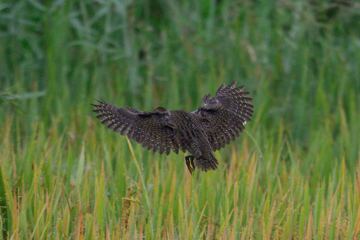 Slaty-breasted Rail - ML645980595