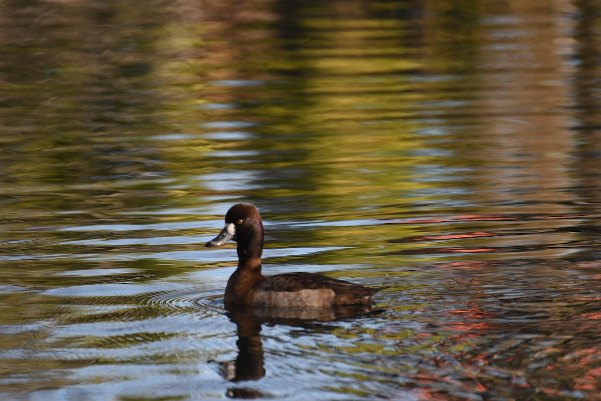 Lesser Scaup - ML645980596