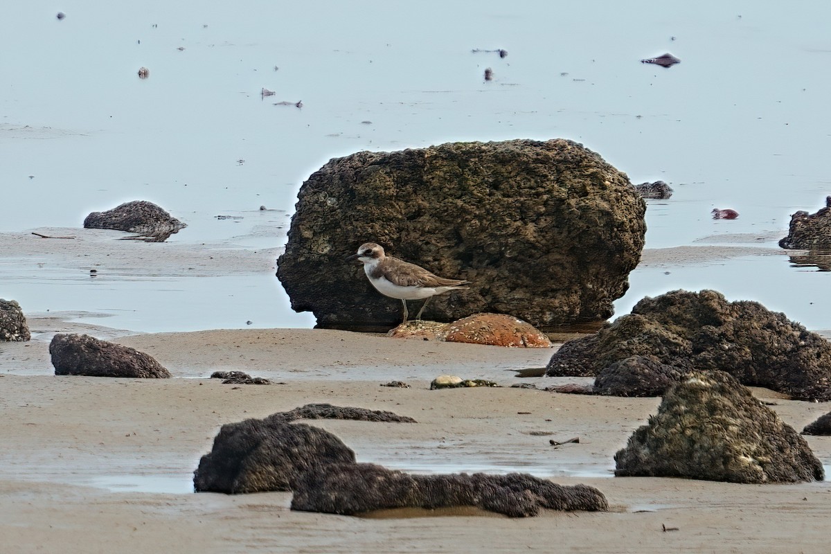 Greater Sand-Plover - ML645980597