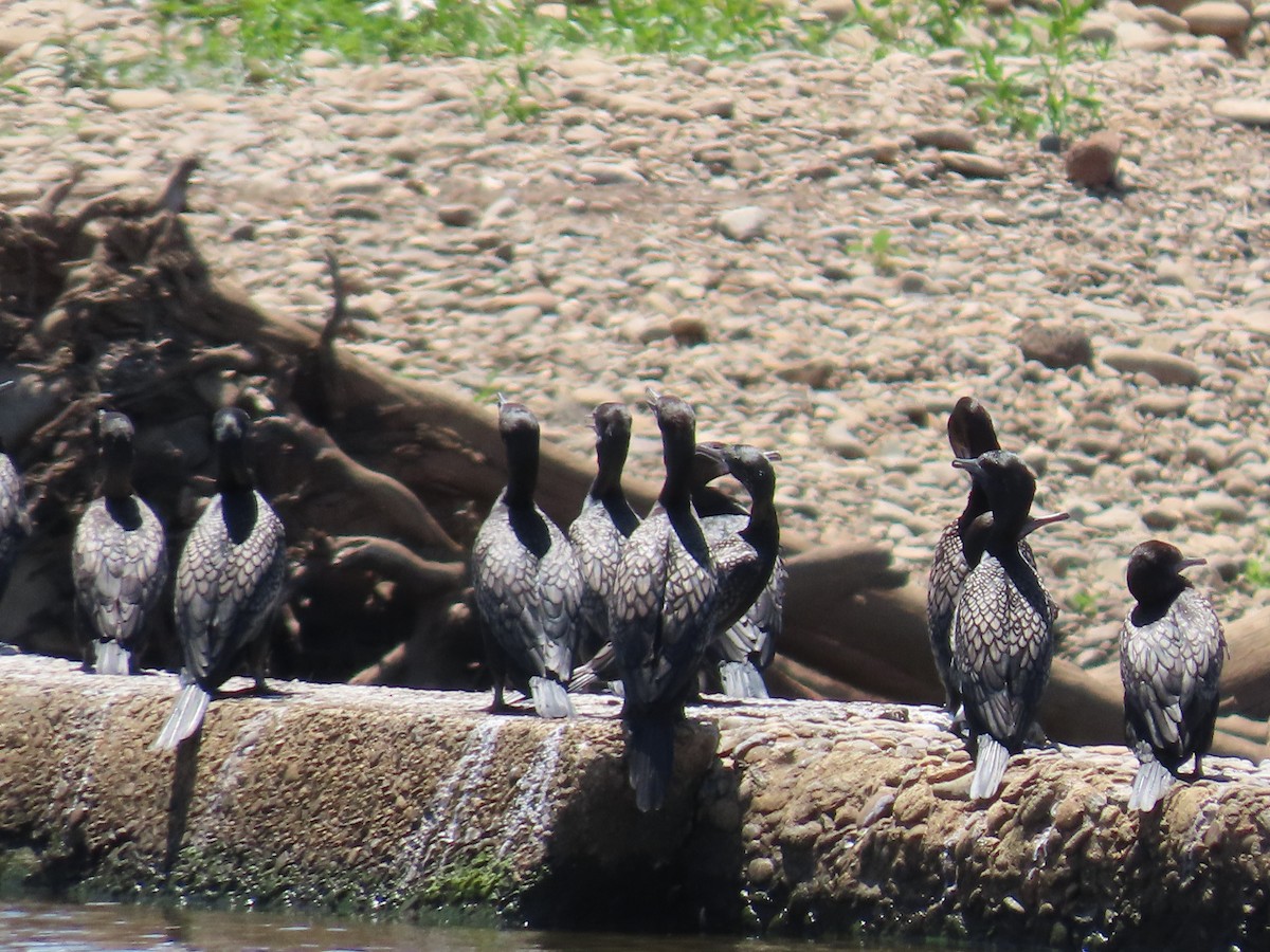 Little Black Cormorant - ML645980598