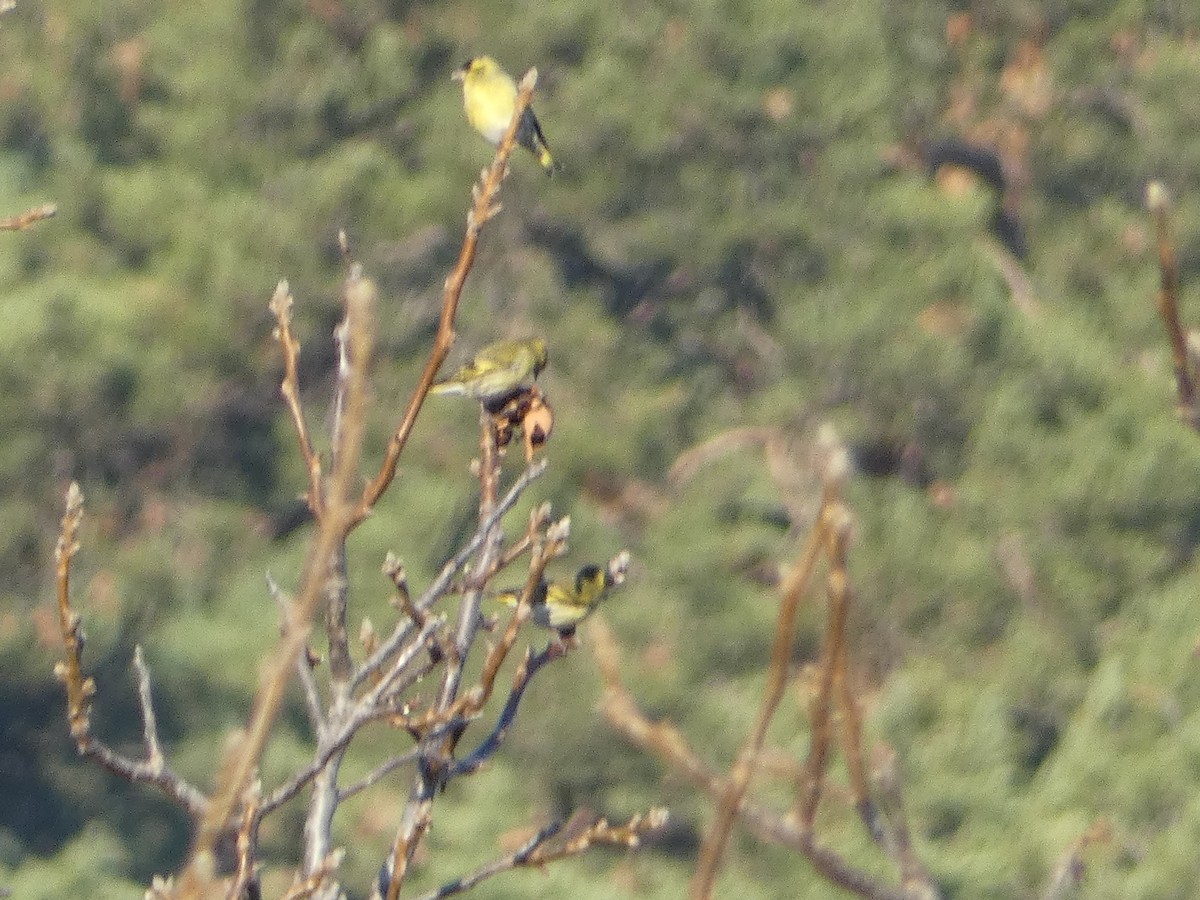 Eurasian Siskin - ML645980599