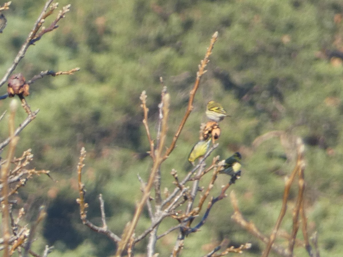 Eurasian Siskin - ML645980600