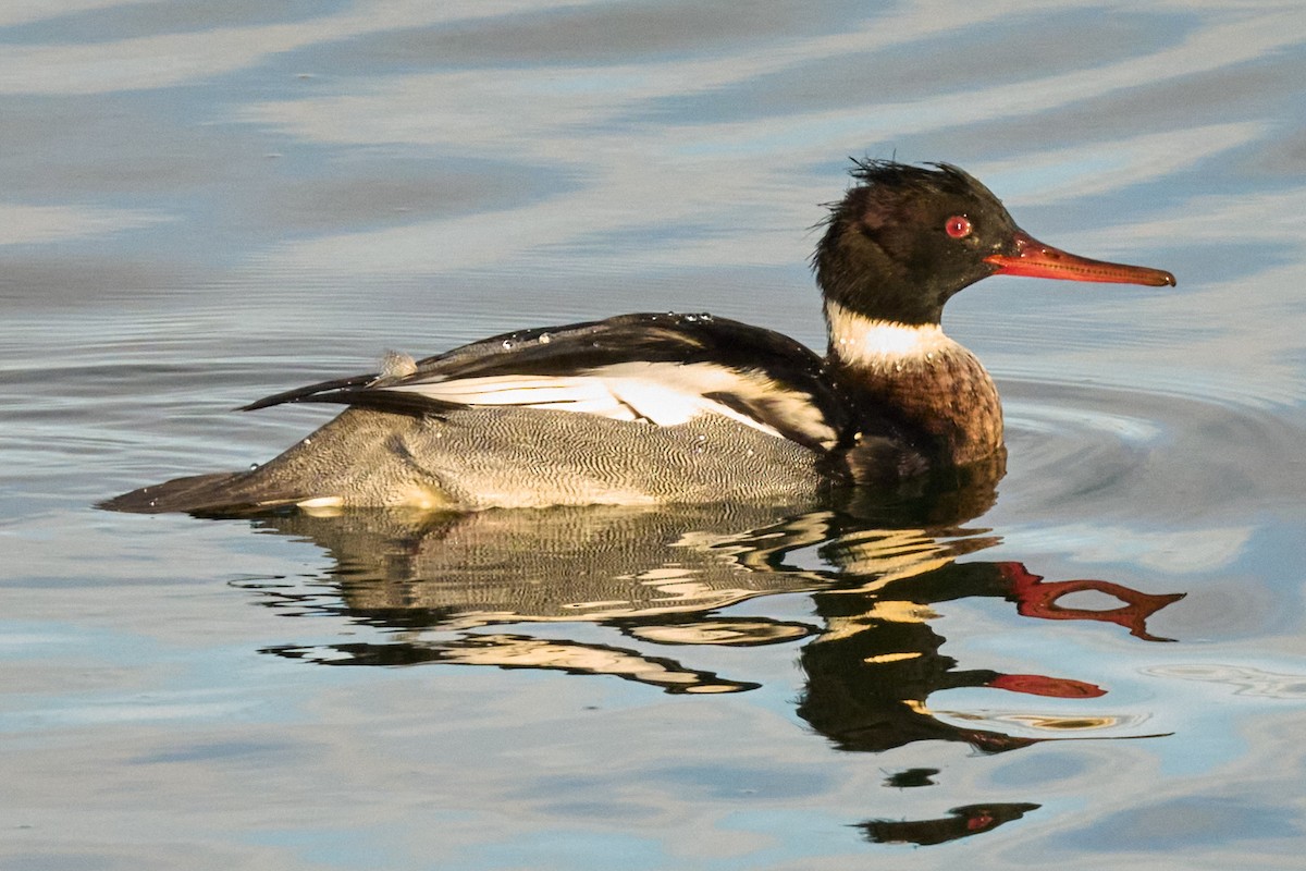 Red-breasted Merganser - ML645980601