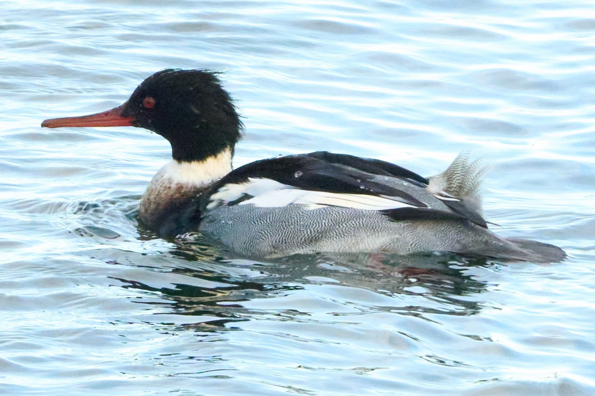 Red-breasted Merganser - ML645980603