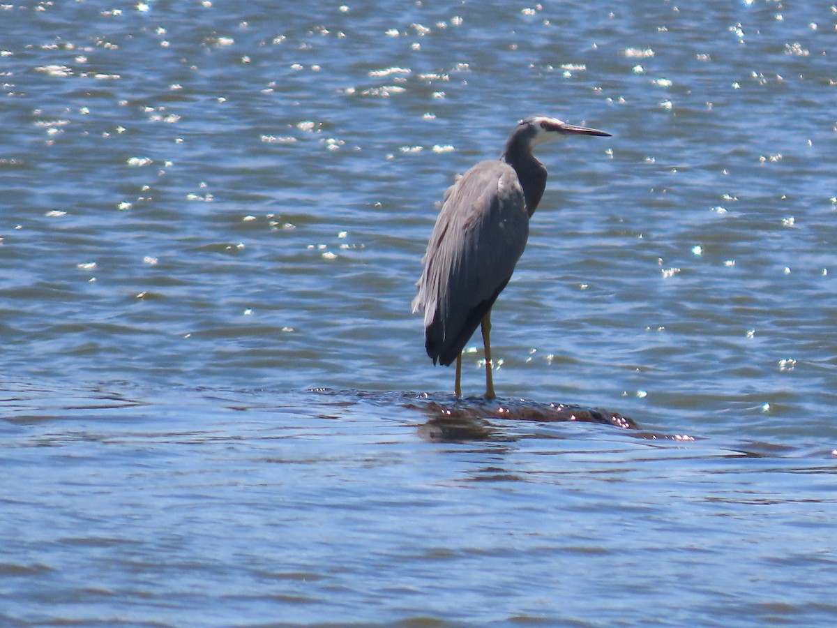 White-faced Heron - ML645980609