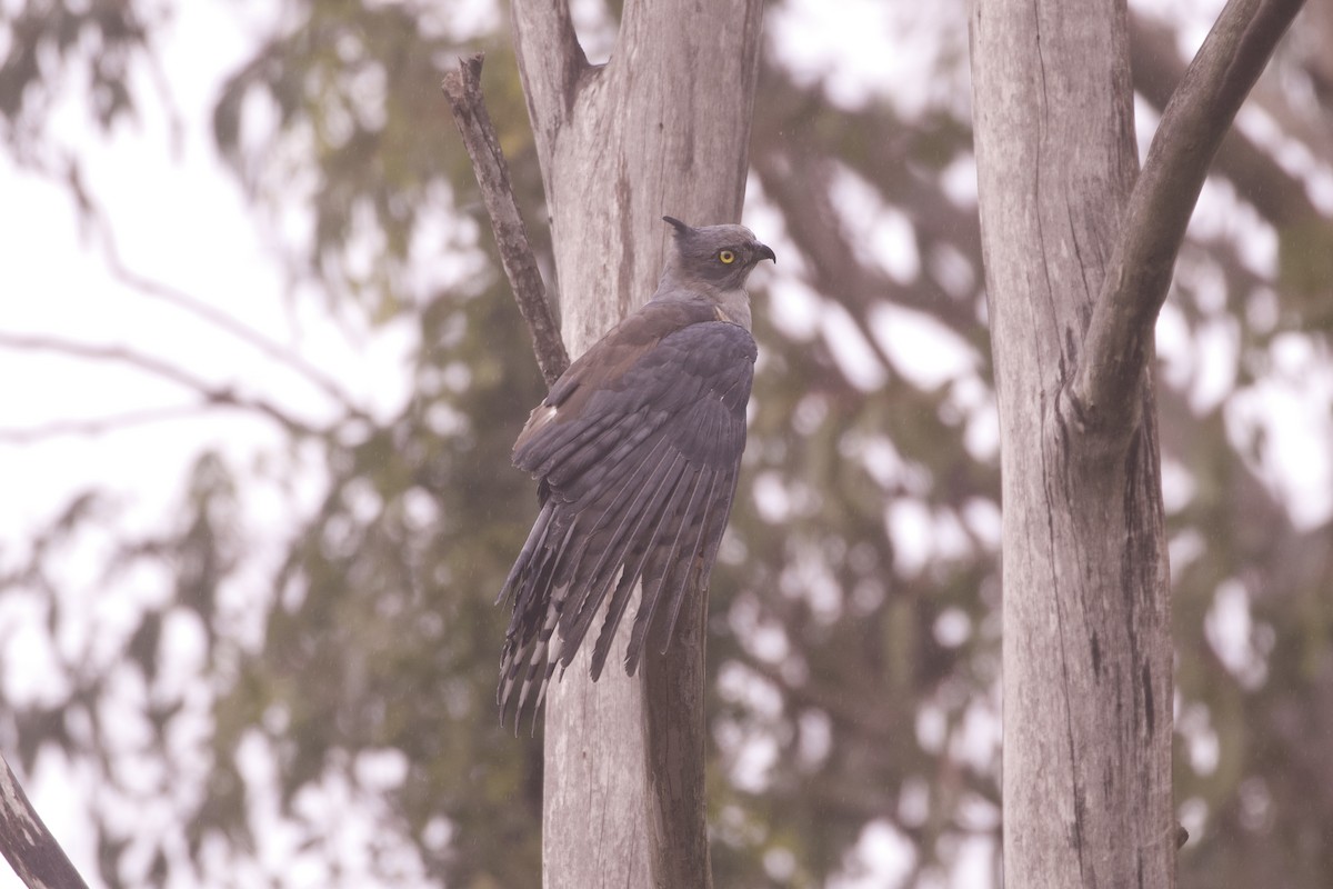 Pacific Baza - ML645980610