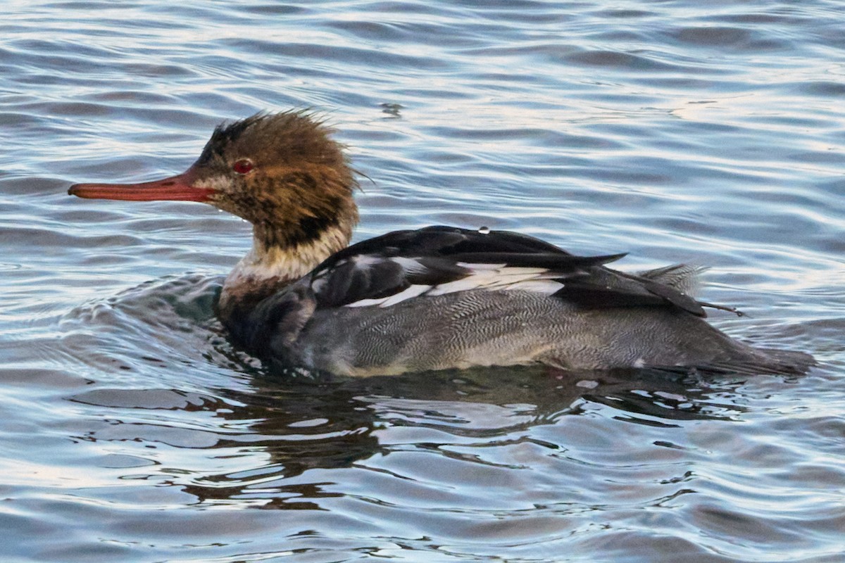 Red-breasted Merganser - ML645980612