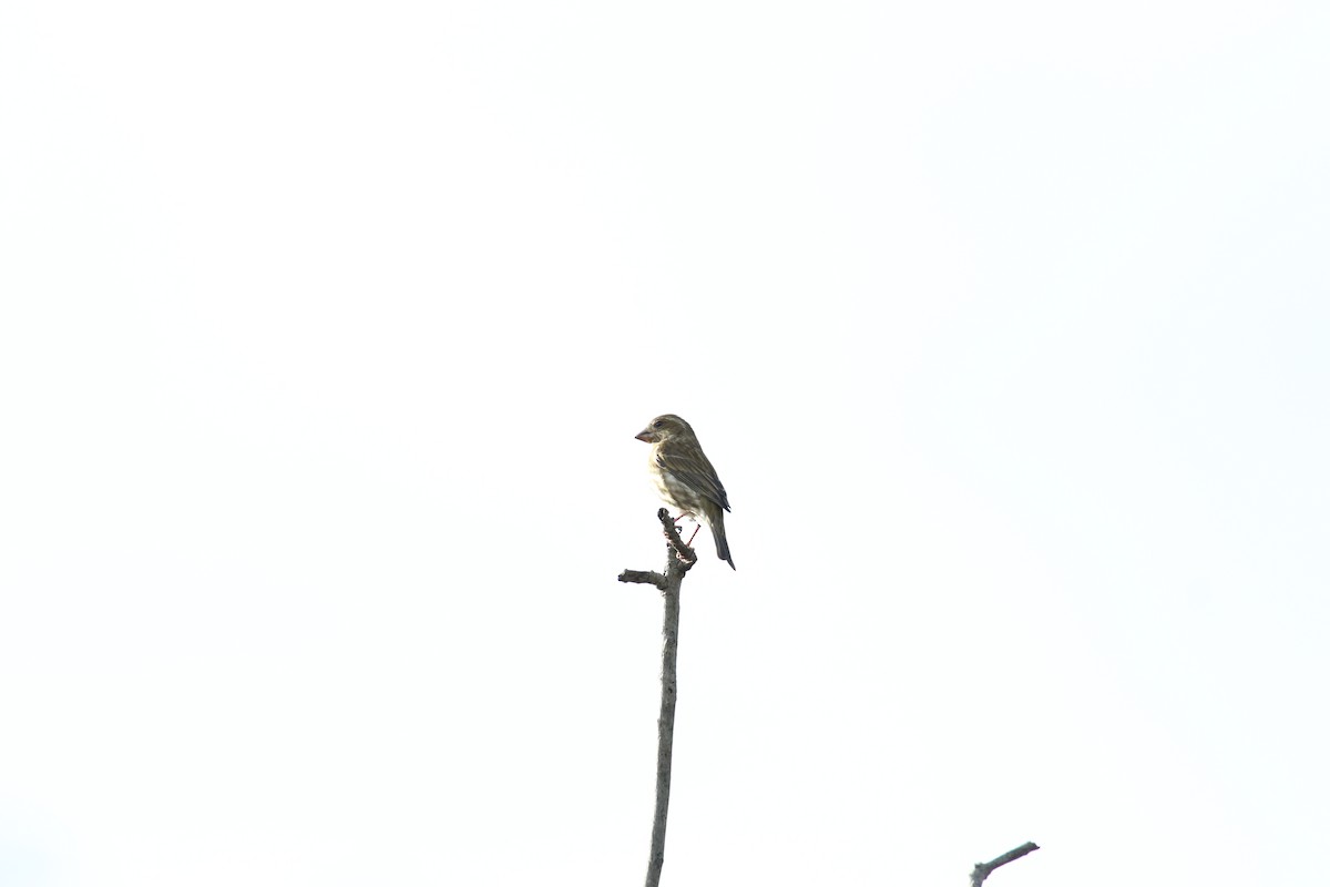Purple Finch - ML645980613