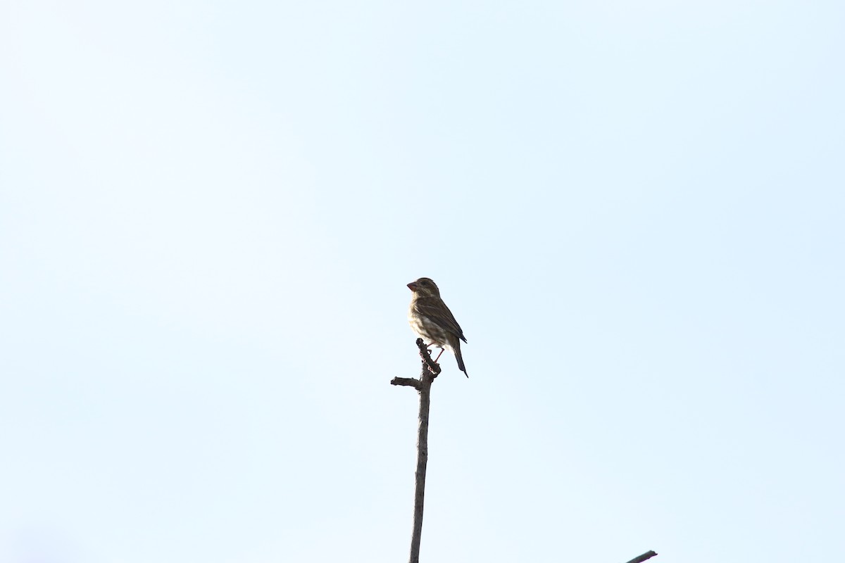 Purple Finch - ML645980614