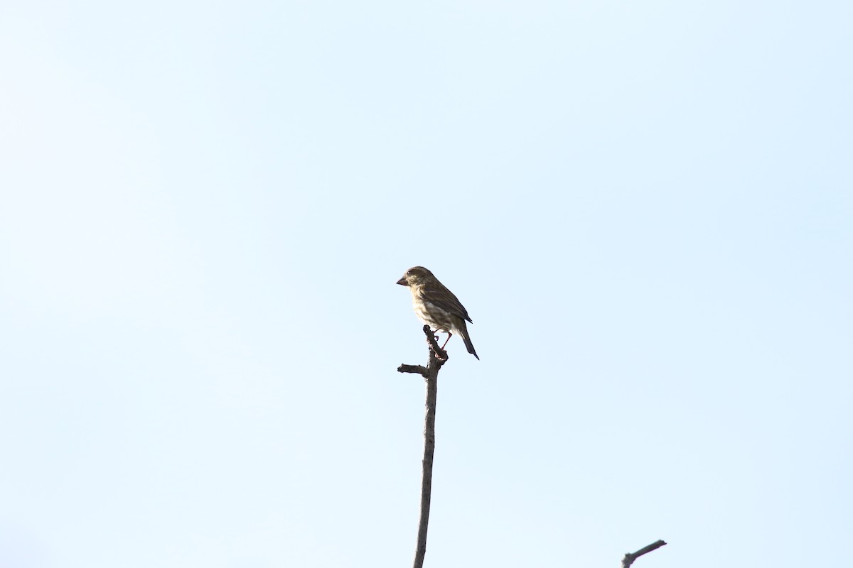 Purple Finch - ML645980615