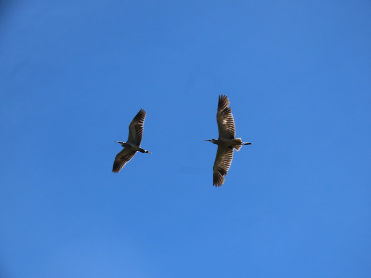 White-faced Heron - ML645980616