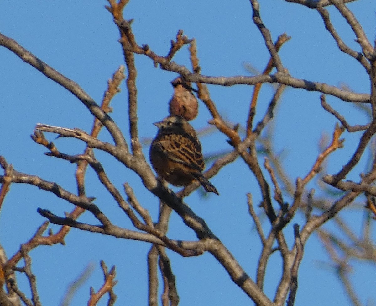 Rock Bunting - ML645980626