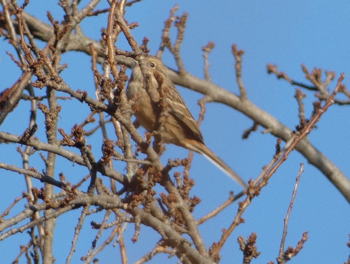 Rock Bunting - ML645980627