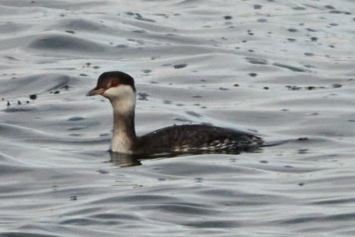 Horned Grebe - ML645980633