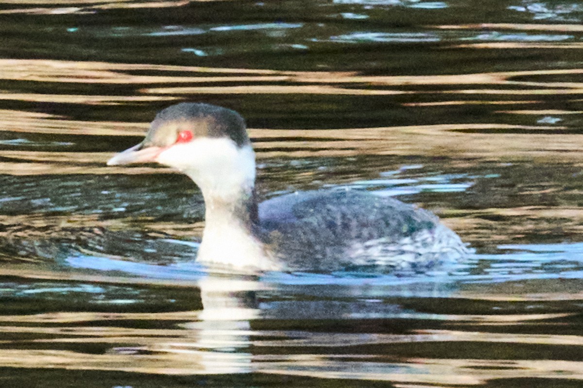 Horned Grebe - ML645980634