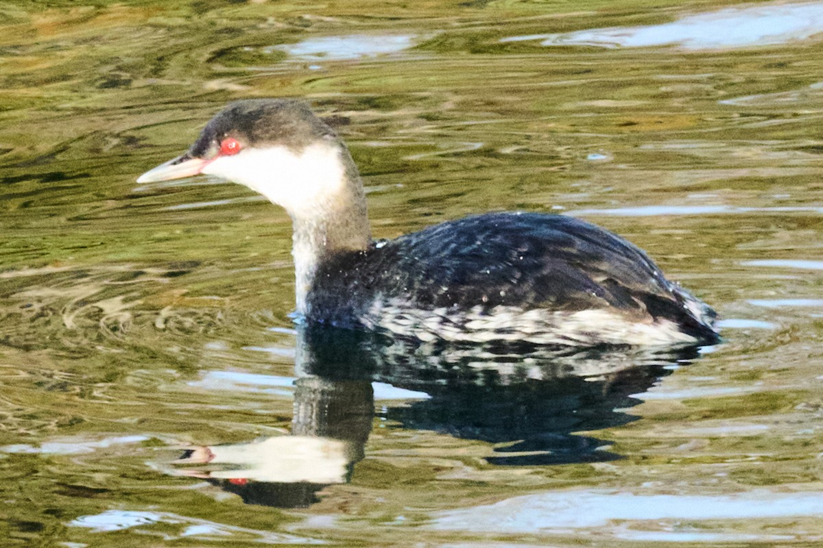 Svasso cornuto - ML645980636