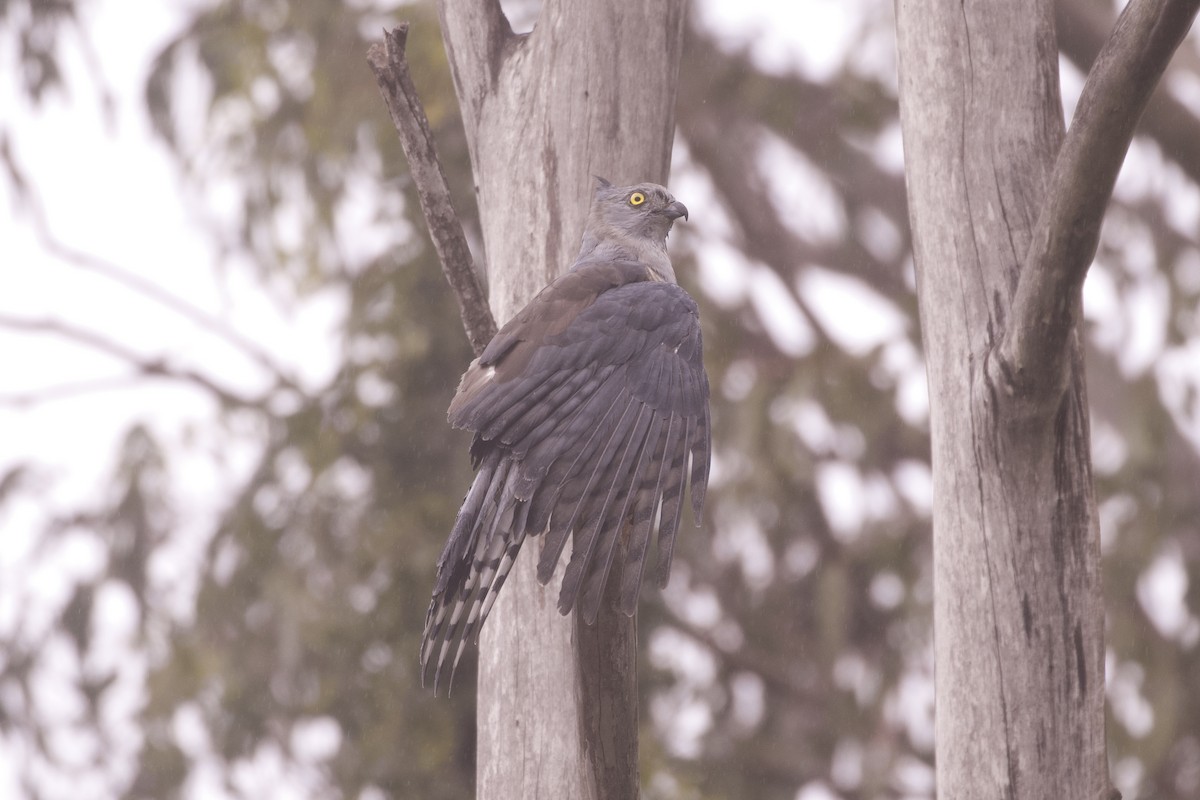 Pacific Baza - ML645980637