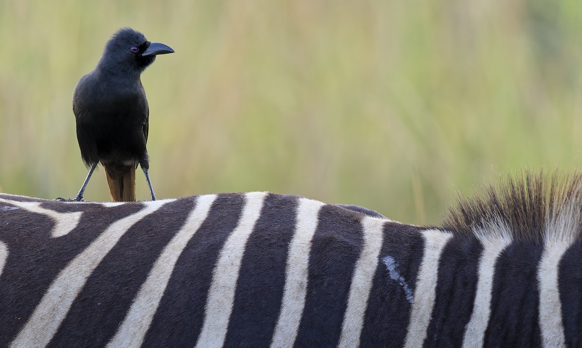 Piapiac - ML645980638