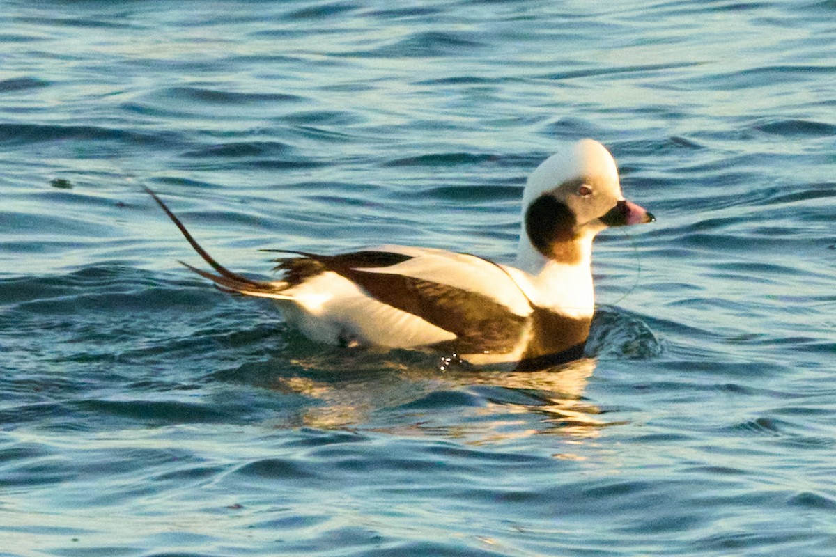 Moretta codona - ML645980642