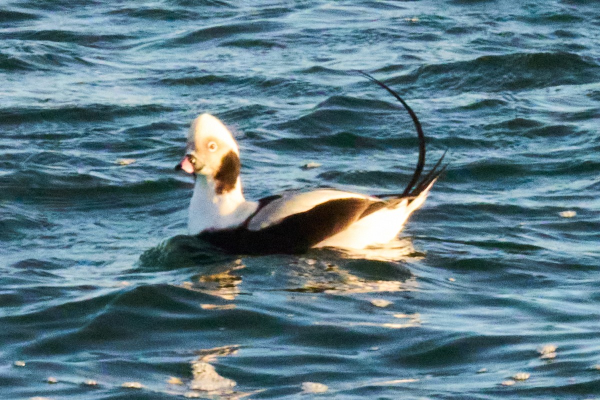 Moretta codona - ML645980648