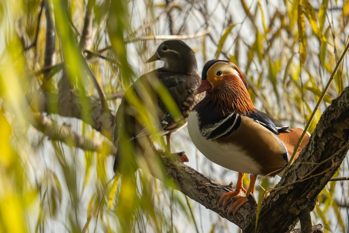 Mandarinente - ML645980649