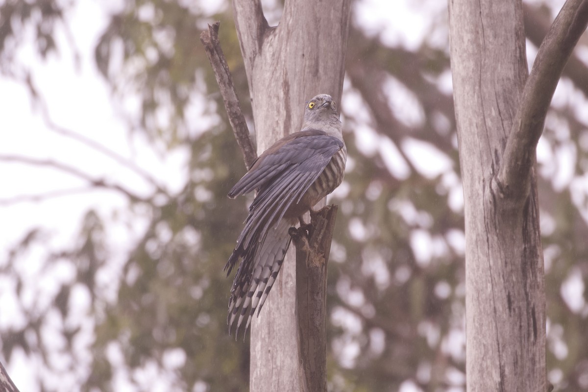 Pacific Baza - ML645980653