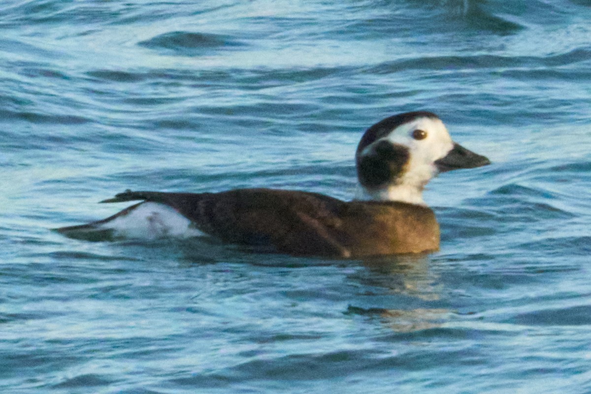 Moretta codona - ML645980654