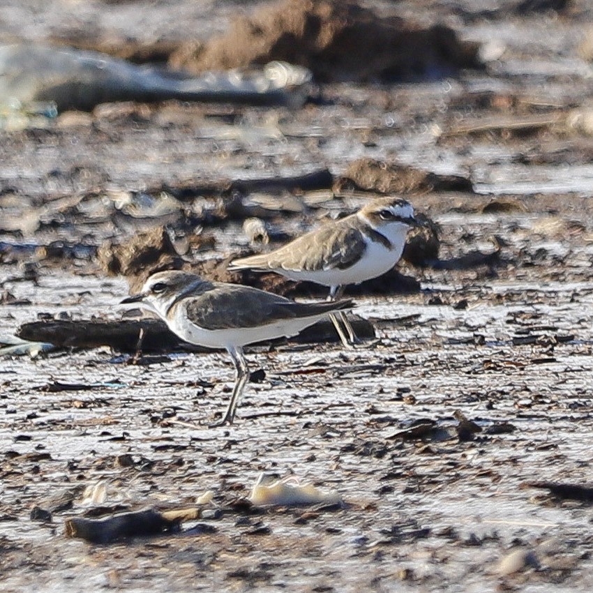 kulík jávský - ML645980659