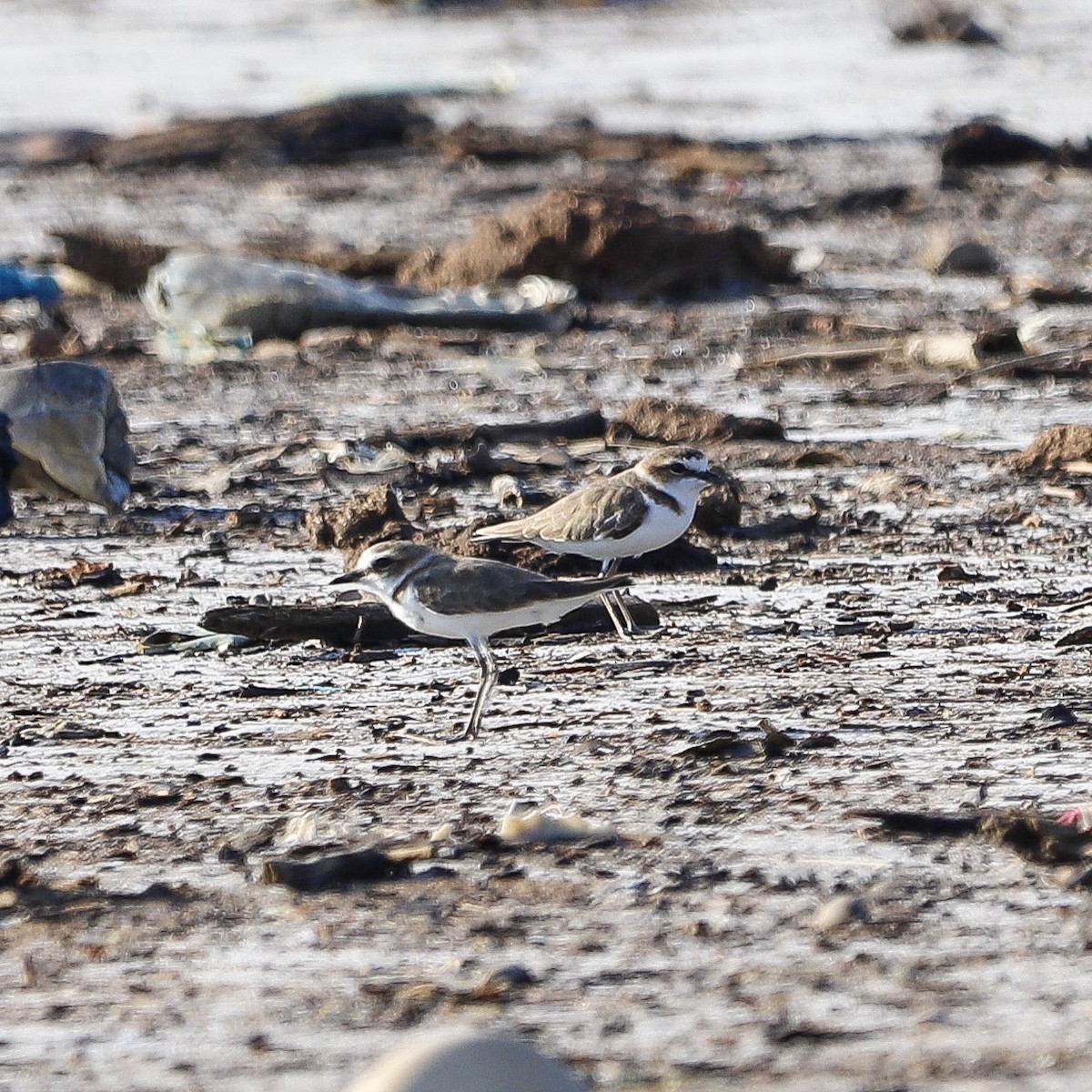 kulík jávský - ML645980660