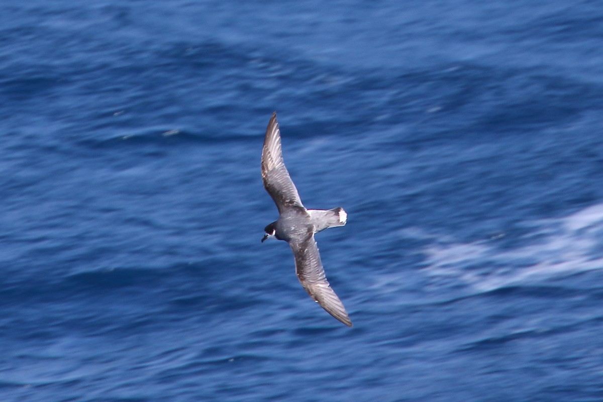 Blue Petrel - ML645980678