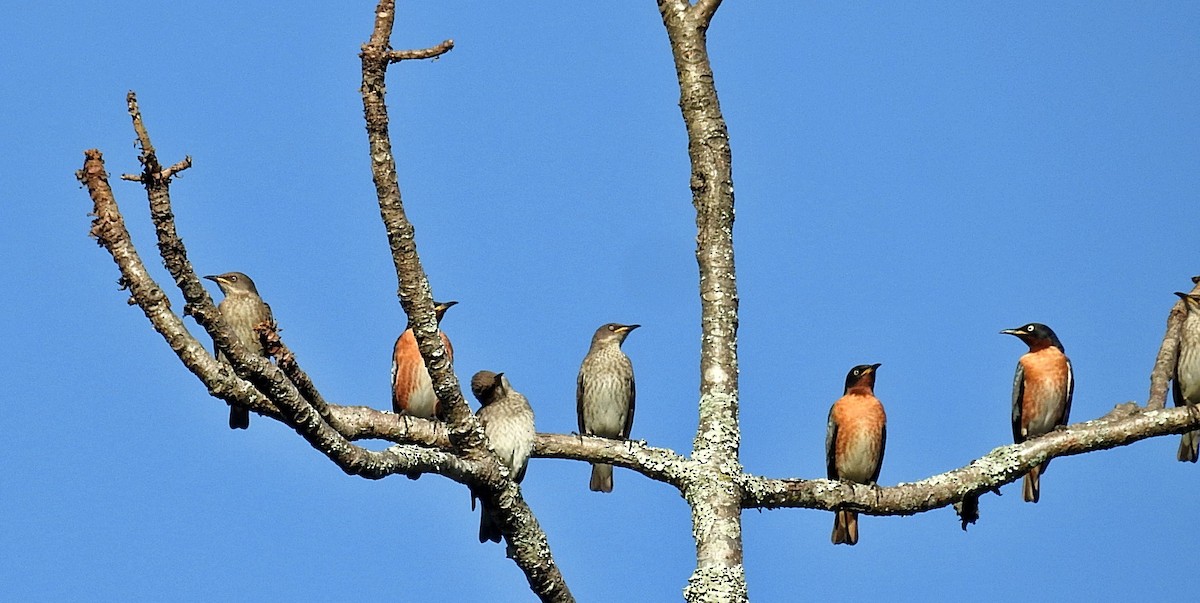 Spot-winged Starling - ML645980681