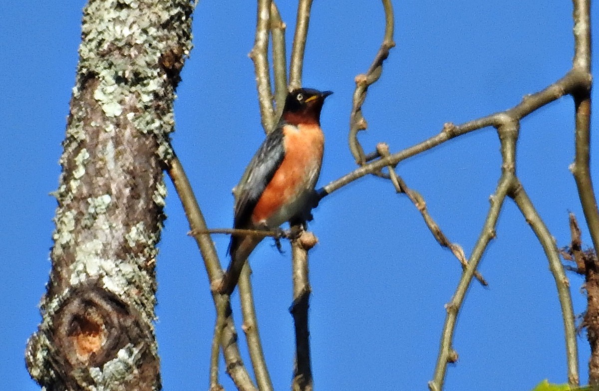 Spot-winged Starling - ML645980683