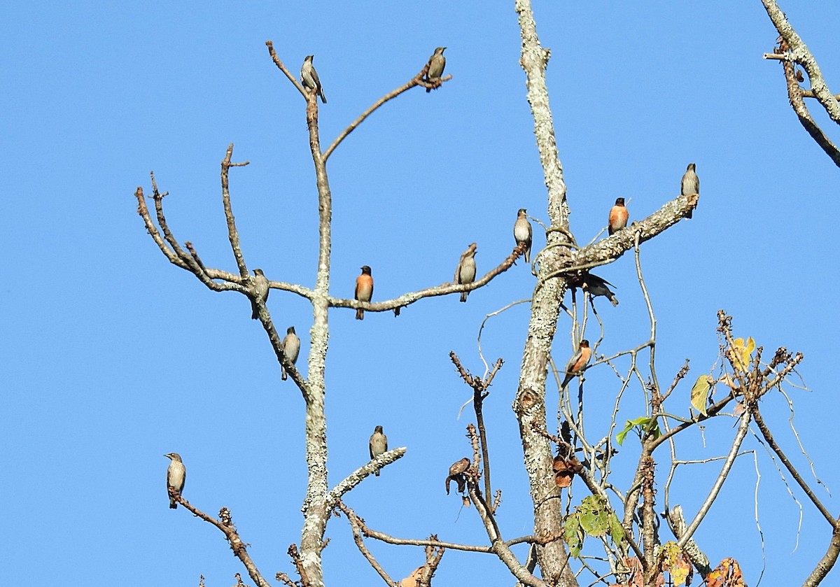 Spot-winged Starling - ML645980684