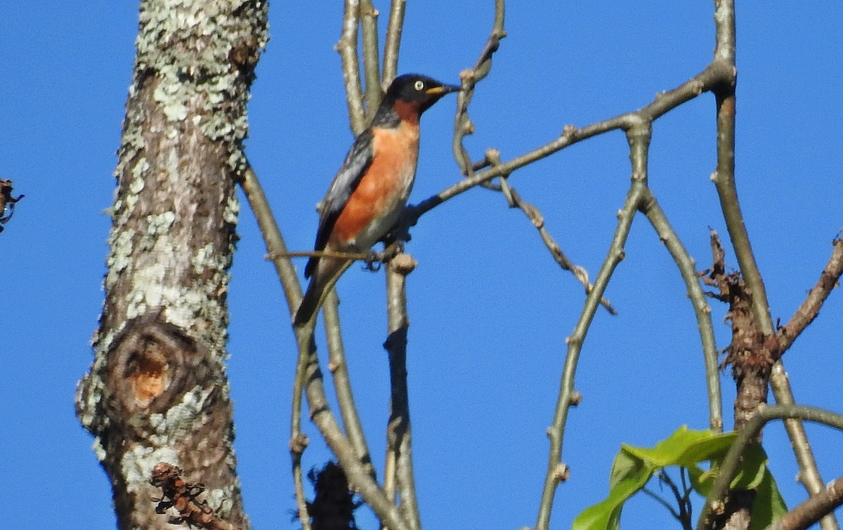 Spot-winged Starling - ML645980685