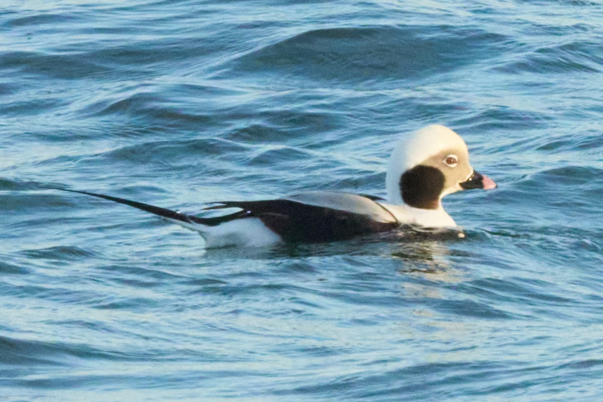 Moretta codona - ML645980686