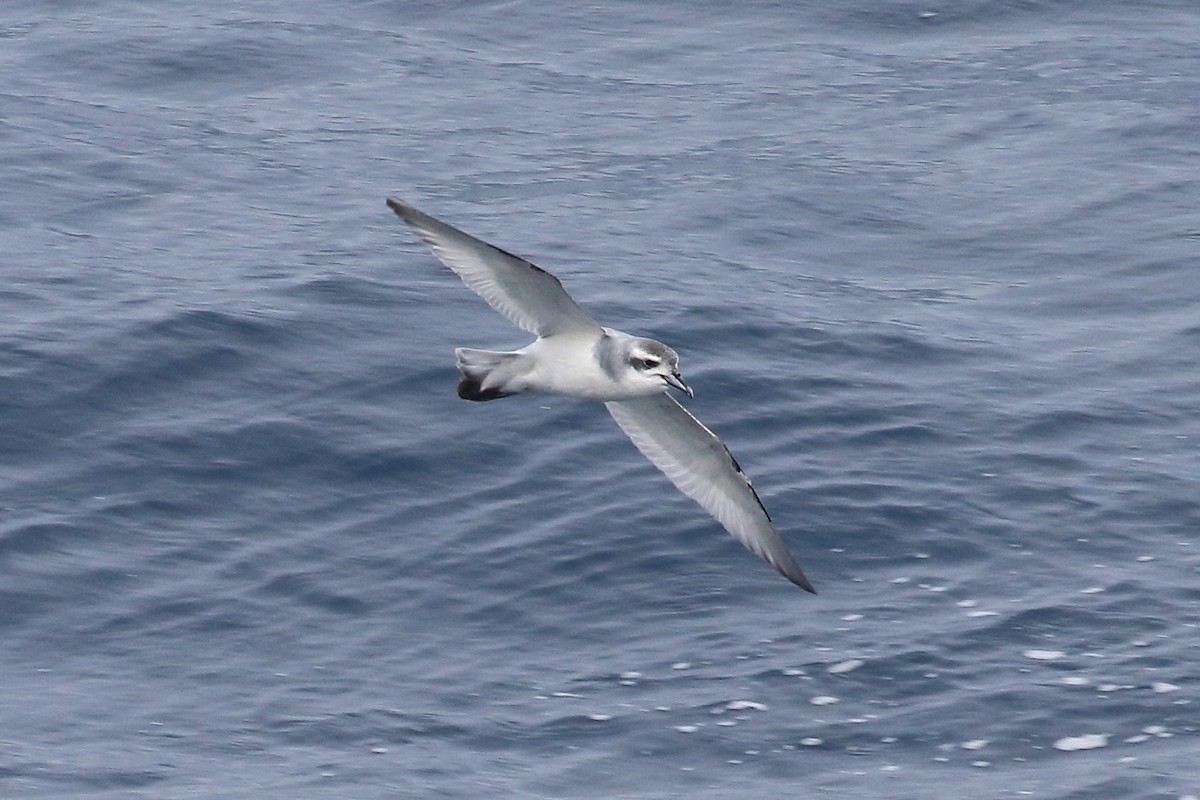 Fairy Prion - ML645980695