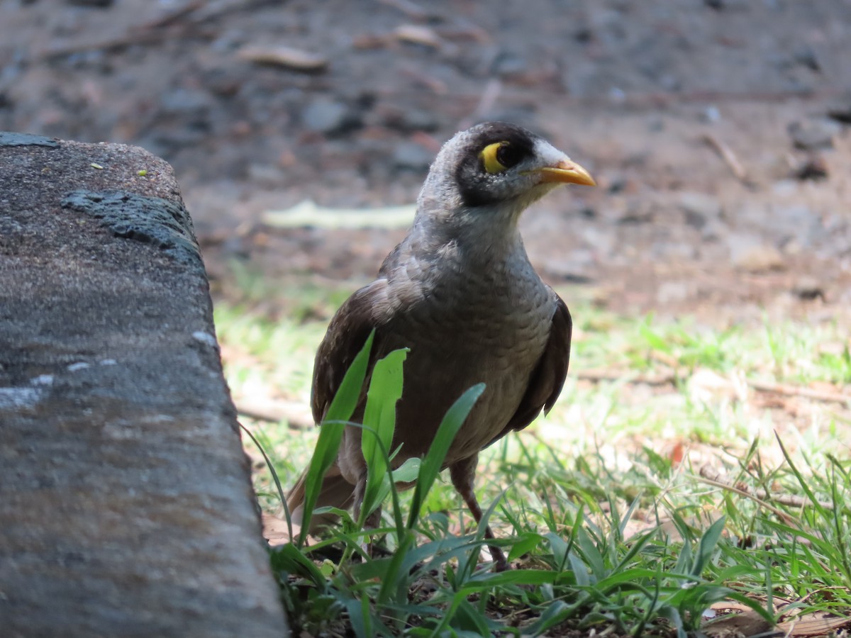 medosavka hlučná - ML645980705