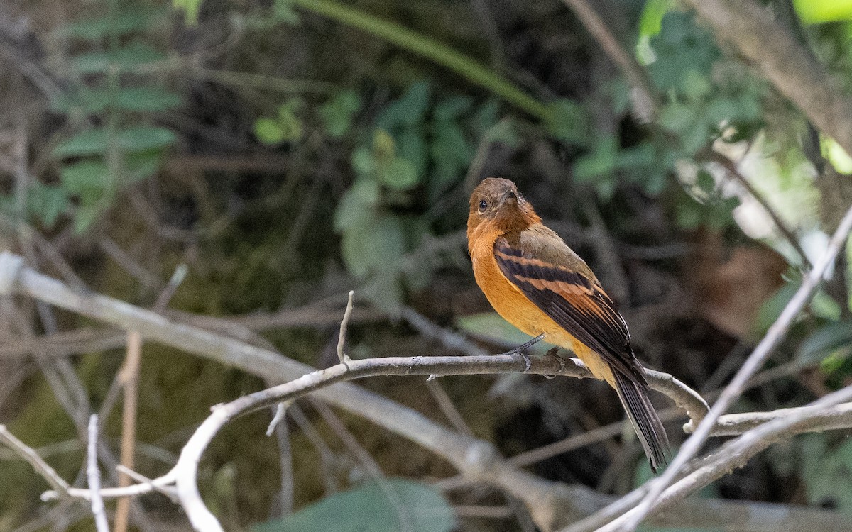 Cinnamon Flycatcher (Andean) - ML645980706