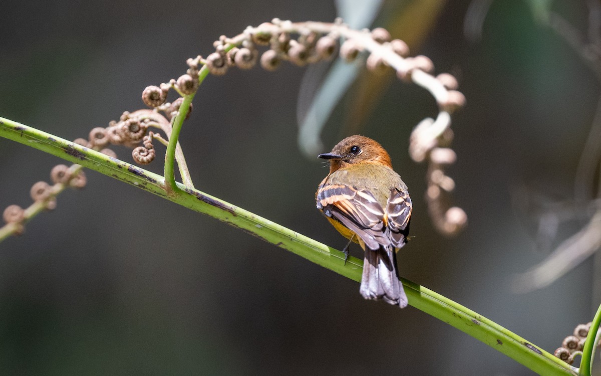 Cinnamon Flycatcher (Andean) - ML645980707