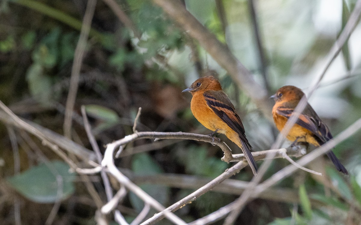 Cinnamon Flycatcher (Andean) - ML645980708