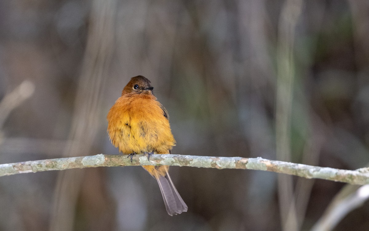 Cinnamon Flycatcher (Andean) - ML645980709